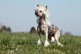 CHIEN NU CHINOIS 130